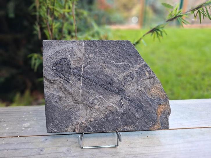 Discosauriscus Pulcherrimus fossiel, Verzamelen, Mineralen en Fossielen, Fossiel, Ophalen of Verzenden
