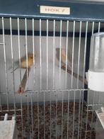 Mooi koppel kanarie's, Meerdere dieren, Kleurkanarie