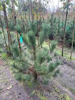 Pinus nigra van 80-100 cm tot 150-175 cm, Ophalen of Verzenden, Overige soorten, 100 tot 250 cm
