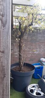 Druivenrank 2.3m hoog 2.5m breedt global red, Ophalen, 100 tot 250 cm, In pot, Overige soorten