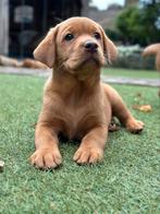 Labrador Retriever pups | Red Fox, Nederland, CDV (hondenziekte), 8 tot 15 weken, Labrador retriever