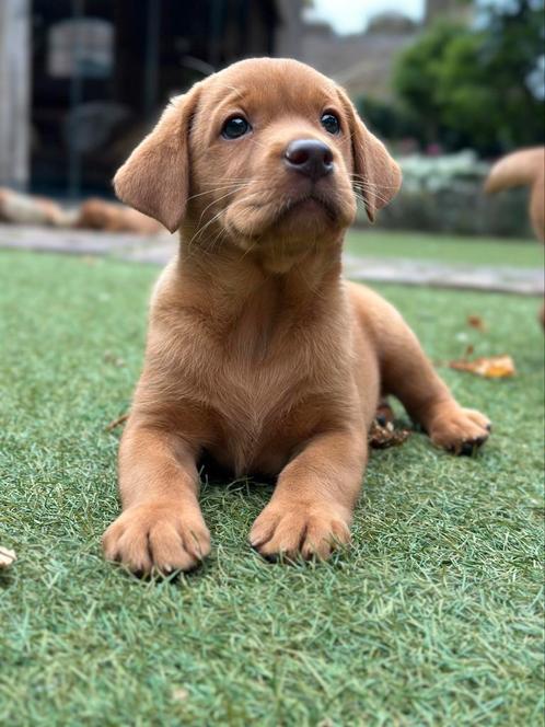 Labrador Retriever pups | Red Fox, Dieren en Toebehoren, Honden | Retrievers, Spaniëls en Waterhonden, Meerdere dieren, Labrador retriever