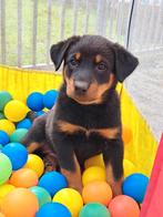 Beauceron puppies, Dieren en Toebehoren, Honden | Niet-rashonden, CDV (hondenziekte), Meerdere, 8 tot 15 weken, Meerdere dieren