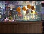 Aquarium aqualantis Fusion 120x60x159, Ophalen, Gebruikt, Leeg aquarium