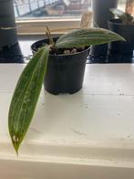 Hoya soligamiana, Ophalen of Verzenden, Halfschaduw, Minder dan 100 cm