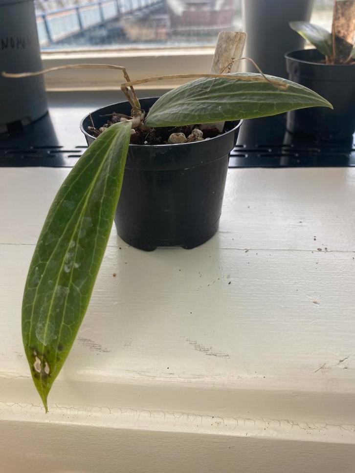Hoya soligamiana, Huis en Inrichting, Kamerplanten, Minder dan 100 cm, Halfschaduw, Ophalen of Verzenden