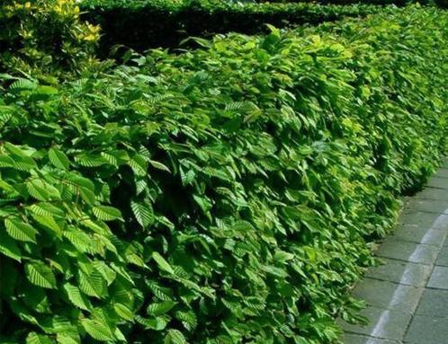 Groene haagbeuken, haagbeuk, carpinus betulus, beukenhaag, Tuin en Terras, Planten | Struiken en Hagen, Beukenhaag, Ophalen