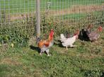 MARANS HAAN, Mannelijk, Kip