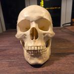 Anatomisch kunststof menselijke schedel op ware grootte #260, Ophalen of Verzenden, Gebruikt
