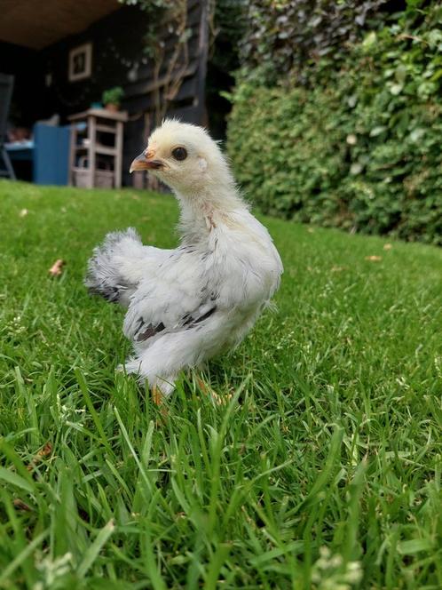 Wyandotte kuikens, Dieren en Toebehoren, Pluimvee, Kip, Vrouwelijk
