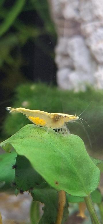 garnalen kleuren mix neocaridina mix beschikbaar voor biedingen