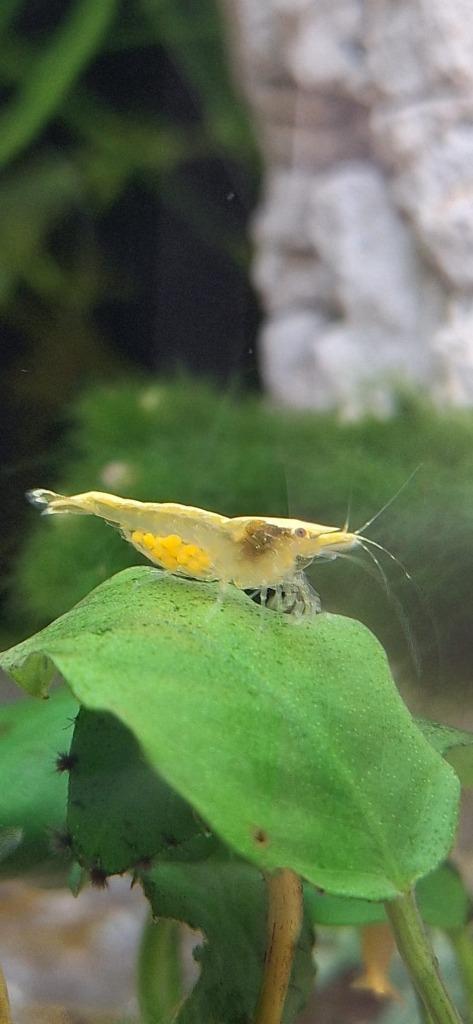 garnalen kleuren mix neocaridina mix, Dieren en Toebehoren, Vissen | Aquariumvissen, Kreeft, Krab of Garnaal