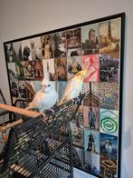 2 handtamme valkparkieten, Dieren en Toebehoren, Vogels | Parkieten en Papegaaien, Meerdere dieren, Parkiet