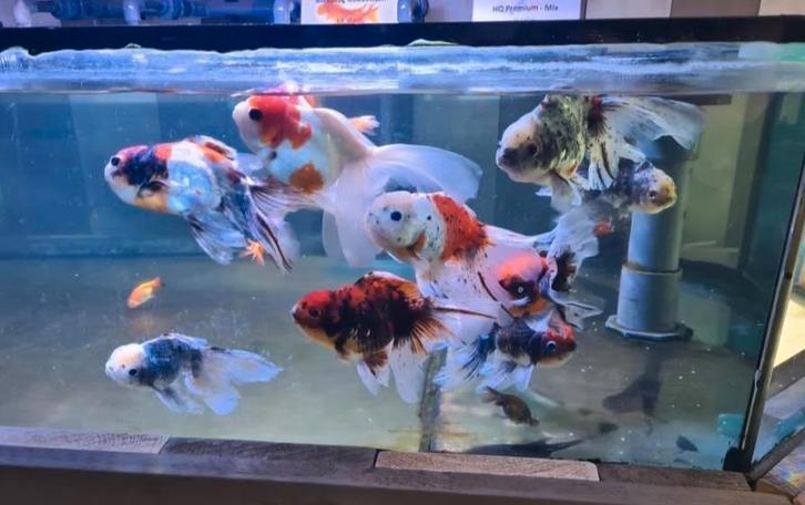 Handpick Oranda Goudvis leeuwenkop Ca + 17 cm / Koidreams, Dieren en Toebehoren, Vissen | Vijvervissen, Goudvis(sen)