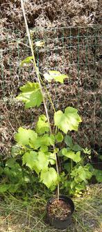Druif (Vitis vinifera), Tuin en Terras, Planten | Fruitbomen, Volle zon, Minder dan 100 cm, Ophalen of Verzenden, Zomer