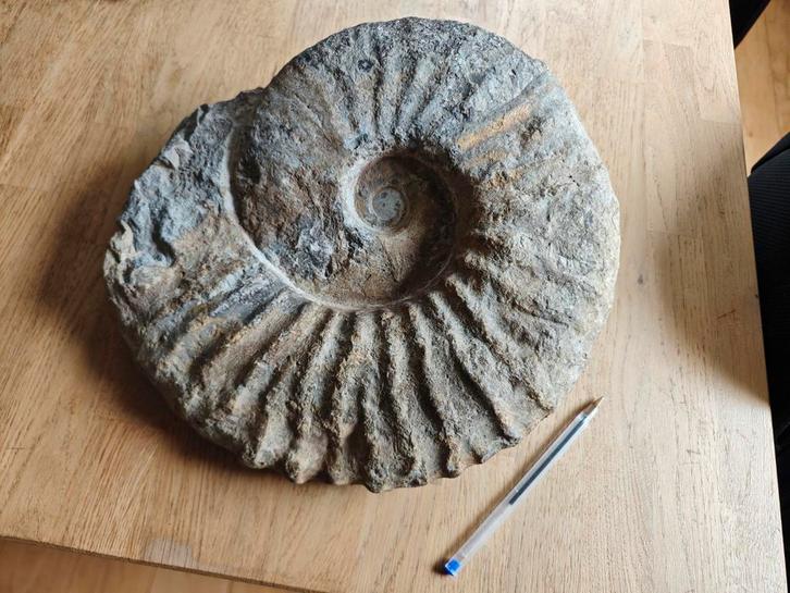 Reuzenmantelliceras Ammoniet Fossiel, Verzamelen, Mineralen en Fossielen, Ophalen