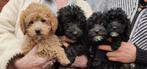 maltipoo/ dwerg poedel pups beschikbaar, Dieren en Toebehoren, CDV (hondenziekte), 8 tot 15 weken, Meerdere, Meerdere dieren
