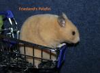 🐹 Syrische hamster / goudhamster nestje van hobbyfokker, Hamster, Augustus, Meerdere dieren, Tam