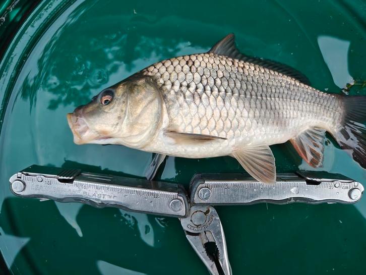 Schub karper tussen de 10-20 cm, Dieren en Toebehoren, Vissen | Vijvervissen, Karper of Koi