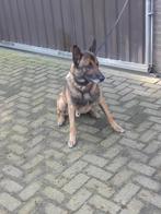 Mechelse herder, Particulier, 3 tot 5 jaar, Herder, Reu