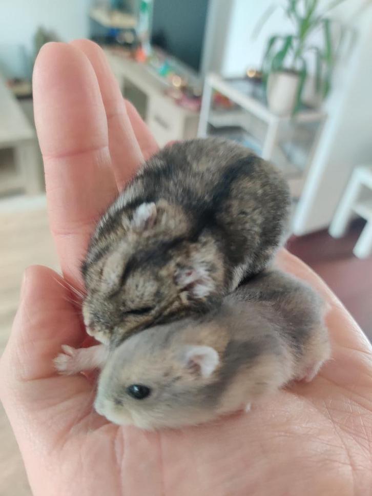 Advies over aankoop van je (dwerg)hamster, Dieren en Toebehoren, Knaagdieren, Meerdere dieren, Hamster, September, Tam