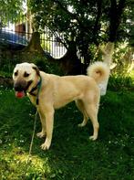 Help Pets Adoptie Kangal en Alabay uit Bosnie, Dieren en Toebehoren, Honden | Herdershonden en Veedrijvers, Particulier, Rabiës (hondsdolheid)