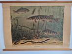 originele oude schoolplaat, Ophalen of Verzenden, Natuur en Biologie