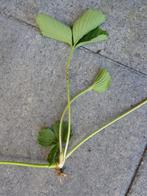 Aardbeien plantjes / scheuten / stekjes, Tuin en Terras, Planten | Tuinplanten, Ophalen, Vaste plant, Fruitplanten, Volle zon