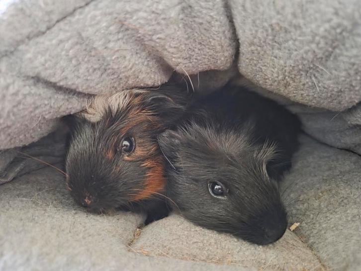 Twee cavia broertjes zoeken liefdevol huisje, Dieren en Toebehoren, Knaagdieren, Mannelijk, Cavia, Juni, Tam