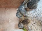 Mooie gezonde jonge Japanse kwartels, Dieren en Toebehoren, Vogels | Overige Vogels, Geslacht onbekend, Tropenvogel