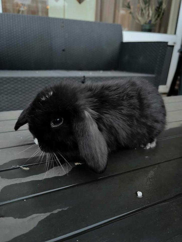 lieve dwerg hangoor baby konijntjes te koop, Dieren en Toebehoren, Konijnen, Dwerg, Meerdere dieren, Hangoor