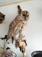 Opgezette bosuil, Ophalen of Verzenden, Zo goed als nieuw, Vogel, Opgezet dier