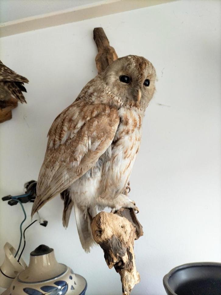 Opgezette bosuil, Verzamelen, Dierenverzamelingen, Zo goed als nieuw, Opgezet dier, Vogel, Ophalen of Verzenden