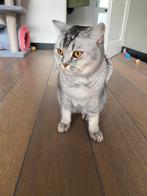 Gecastreerde Britse korthaar kater, Dieren en Toebehoren, Katten en Kittens | Raskatten | Korthaar, Kater