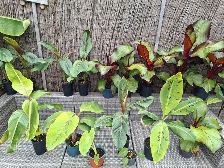 Musa zebrina en veel meer!, Tuin en Terras, Planten | Tuinplanten, Overige soorten, Volle zon, Ophalen of Verzenden