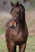 Fantastisch goed bewegende 3 jr hengst van escaneno, Dieren en Toebehoren, Paarden, Dressuurpaard, Hengst, Onbeleerd, 170 tot 175 cm