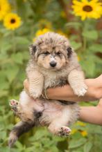 Prachtige Blue Merle pup Australian Shepherd x Witte herder, Dieren en Toebehoren, Reu, 8 tot 15 weken, Eén hond, Herder