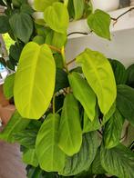 philodendron malay gold stek, Ophalen of Verzenden, Halfschaduw, Minder dan 100 cm