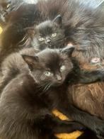 2 mooie “zwarte” kittens, mannetje en vrouwtje, Dieren en Toebehoren, Katten en Kittens | Overige Katten, Meerdere dieren, 0 tot 2 jaar