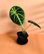Alocasia Ninja – babyplant, Ophalen of Verzenden, Overige soorten, Minder dan 100 cm