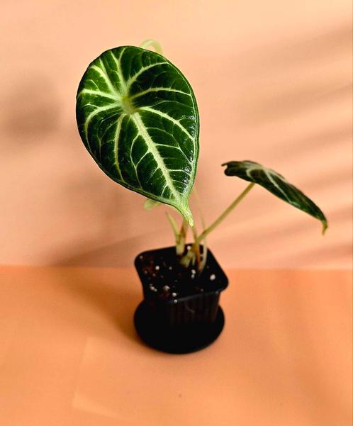 Alocasia Ninja – babyplant, Huis en Inrichting, Kamerplanten, Overige soorten, Minder dan 100 cm, Ophalen of Verzenden