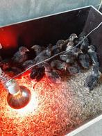 Barnevelders dubbelgezoomd goud groot hennen gesekst, Dieren en Toebehoren, Pluimvee, Vrouwelijk, Kip