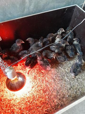 Barnevelders dubbelgezoomd goud groot hennen gesekst  beschikbaar voor biedingen