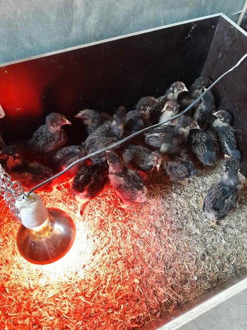 Barnevelders dubbelgezoomd goud groot hennen gesekst, Dieren en Toebehoren, Pluimvee, Kip, Vrouwelijk