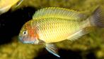 Tropheus moori n konde yellow wildvang, Dieren en Toebehoren, Vis