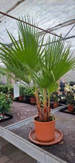Washingtonia robusta palm, Overige soorten, 100 tot 250 cm, Zomer, Ophalen