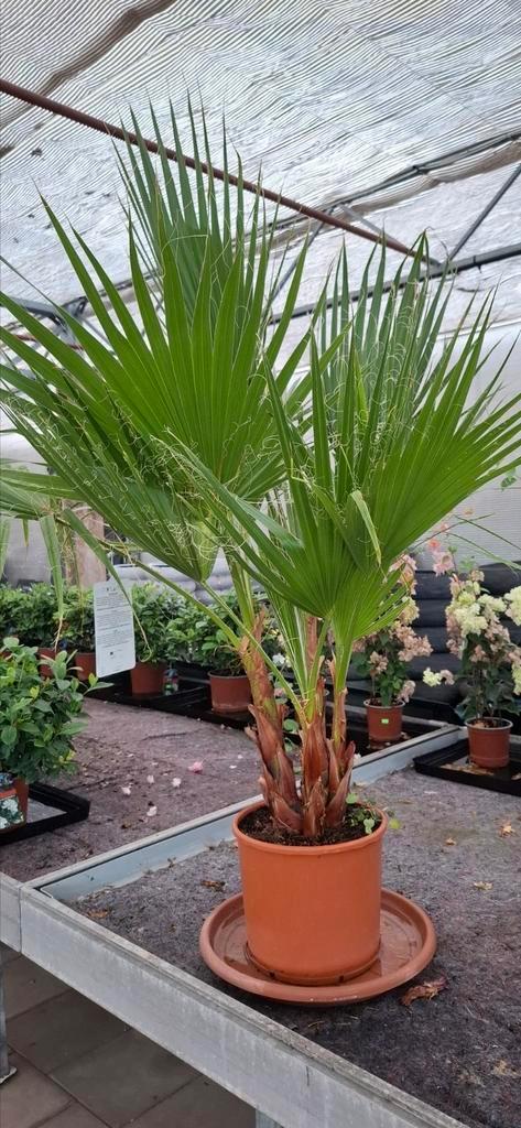 Washingtonia robusta palm, Tuin en Terras, Planten | Bomen, Overige soorten, 100 tot 250 cm, Volle zon, Zomer, Ophalen