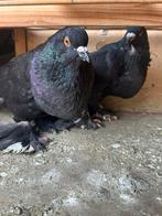 Sierduiven, Dieren en Toebehoren, Vogels | Duiven, Meerdere dieren, Overige soorten