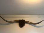 Longhorn Stierenhoorns met Vacht, Ophalen of Verzenden, Gebruikt