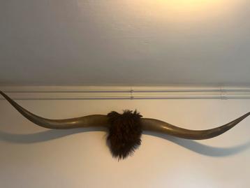 Longhorn Stierenhoorns met Vacht beschikbaar voor biedingen